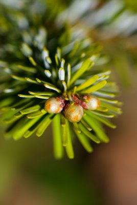 Abies veitchii 'Heddegott' - jedle veitchova - čarověník - pupeny